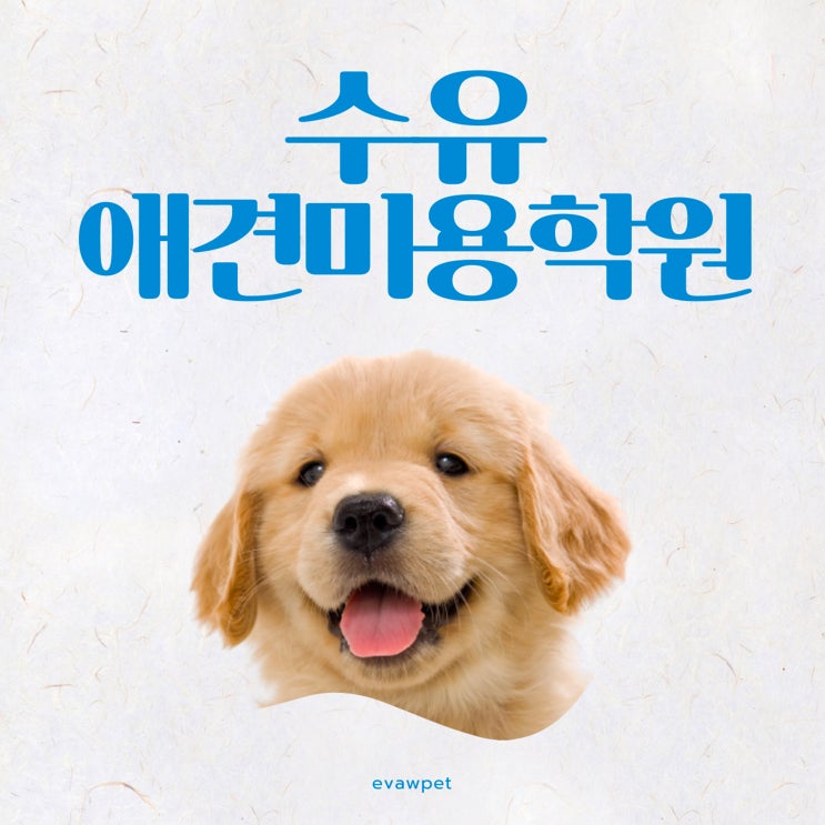  수유애견미용학원에서 배우는 강아지 양치 방법 & 치석 관리 완벽 가이드