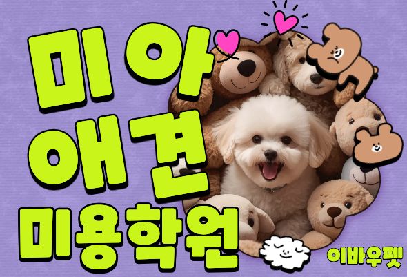  미아애견미용학원, 가정견 실습부터 자격증까지 한 번에 이바우펫