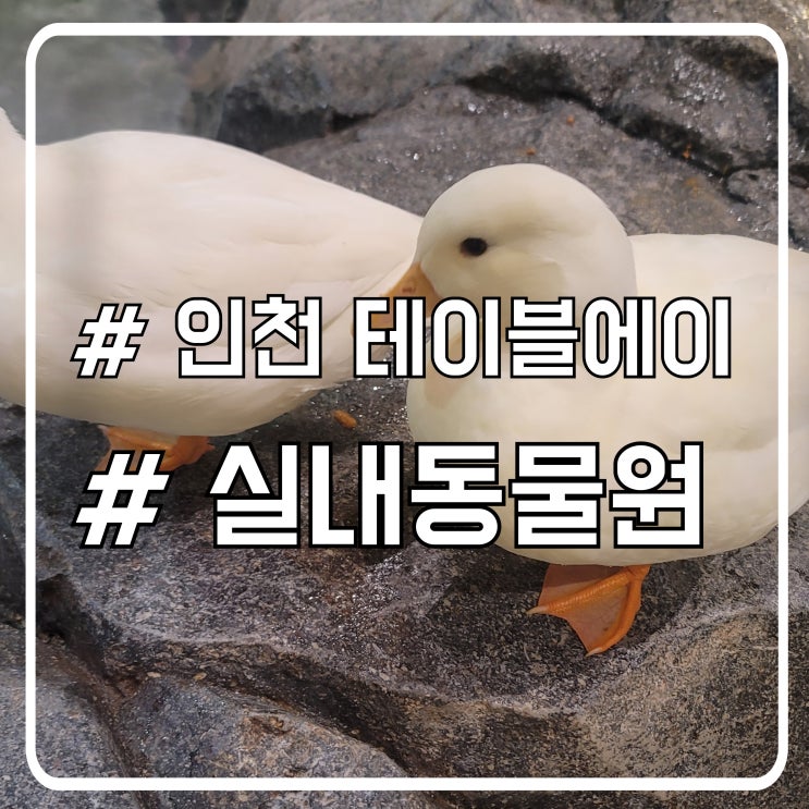  알파카와 놀 수 있는 인천 실내 동물원 테이블에이