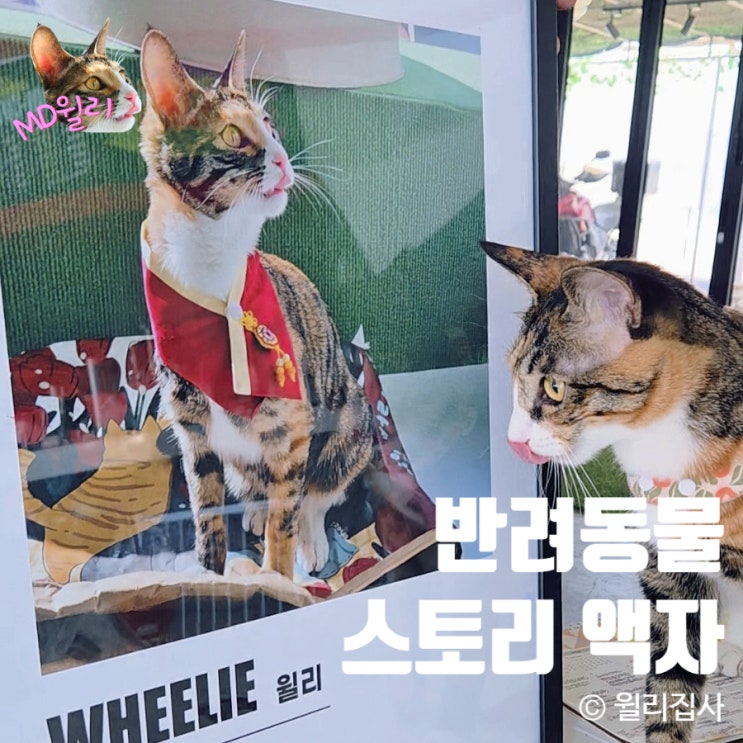  펫테리어 반려동물굿즈 고양이 스토리액자 보곤다