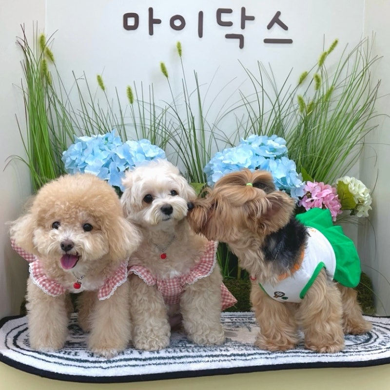 마이닥스