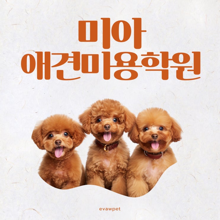  강아지 사회성 훈련·간식·미용까지! 미아애견미용학원 에서 한 번에 배우기