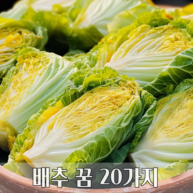 배추 꿈해몽 20가지 해석