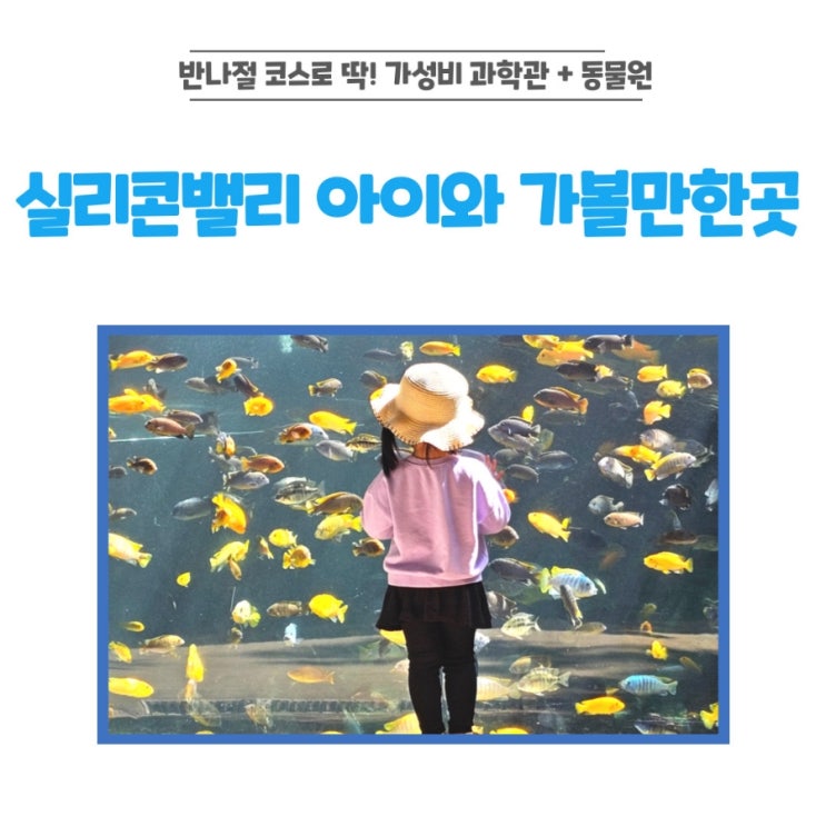  실리콘밸리 아이와 가볼만한곳, 팔로알토 주니어 뮤지엄&동물원 내돈내산 후기