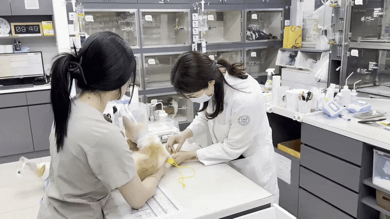 강아지 부신피질기능항진증 (HAC)에 대한 모든 것!