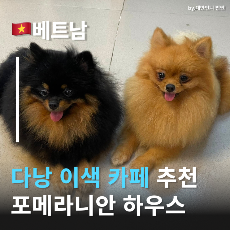  다낭카페추천 포메라니안 애견카페 다낭카페 내돈내산 후기