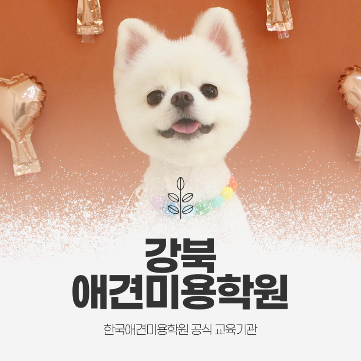  강북애견미용학원 고를 때, 꼭 확인해야 할 꿀팁 대방출