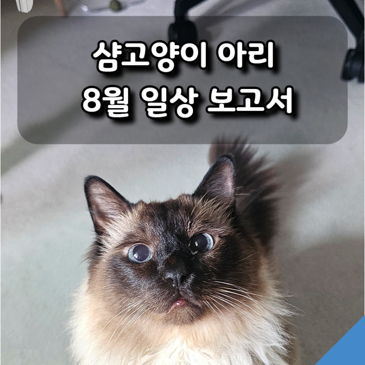  샴고양이 아리의 8월 일상 보고서