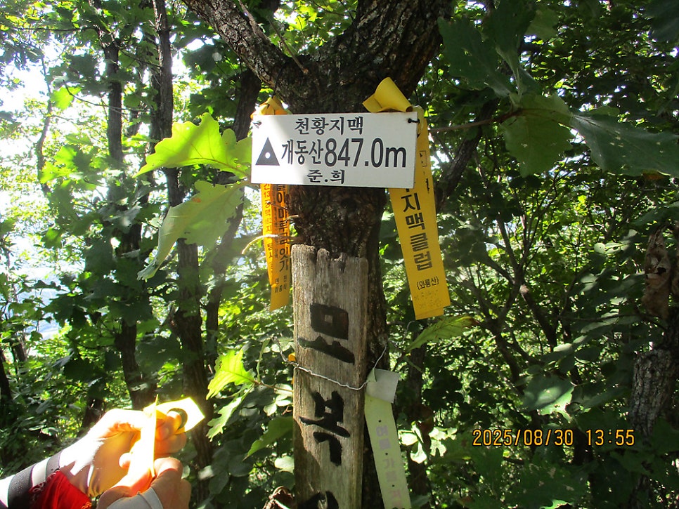 개동산 사진 2