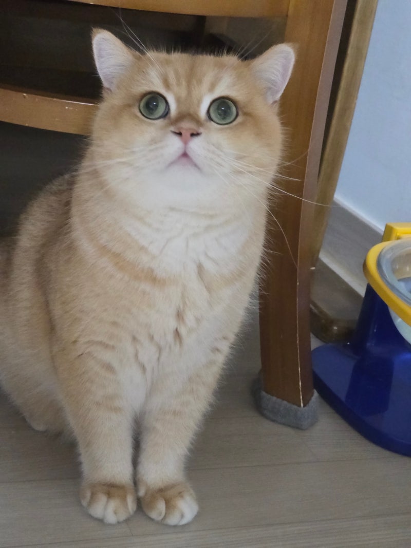 고양이 잃어버리는 꿈