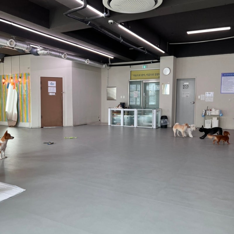 딩동댕애견유치원카페호텔