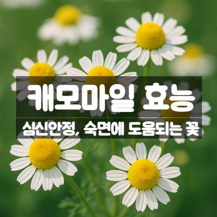  캐모마일 효능 부작용 먹는법 – 차 분말 농축액으로 숙면에 도움