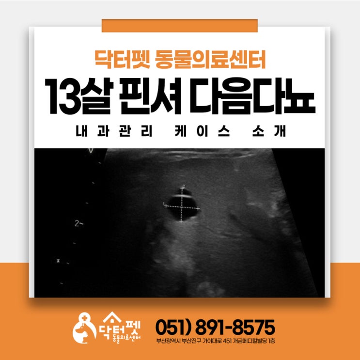  13살 노령견 당뇨+췌장+쿠싱 복합 질환 진단에서 관리까지 부산 강아지 내과 동물병원
