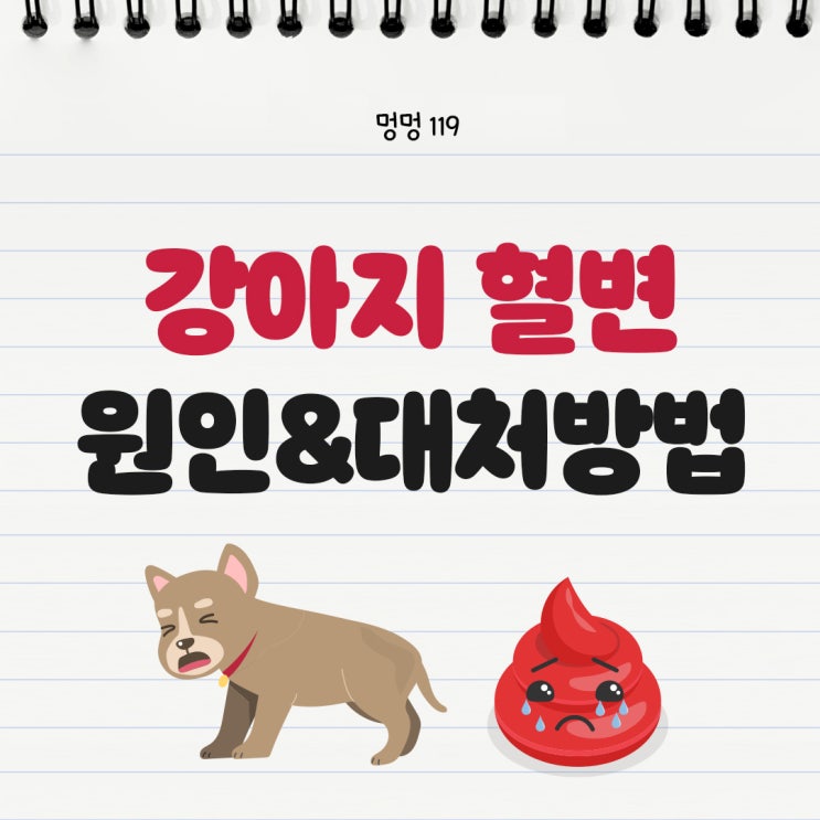  강아지 혈변 원인, 왜 생기고 어떻게 대처해야 할까요?