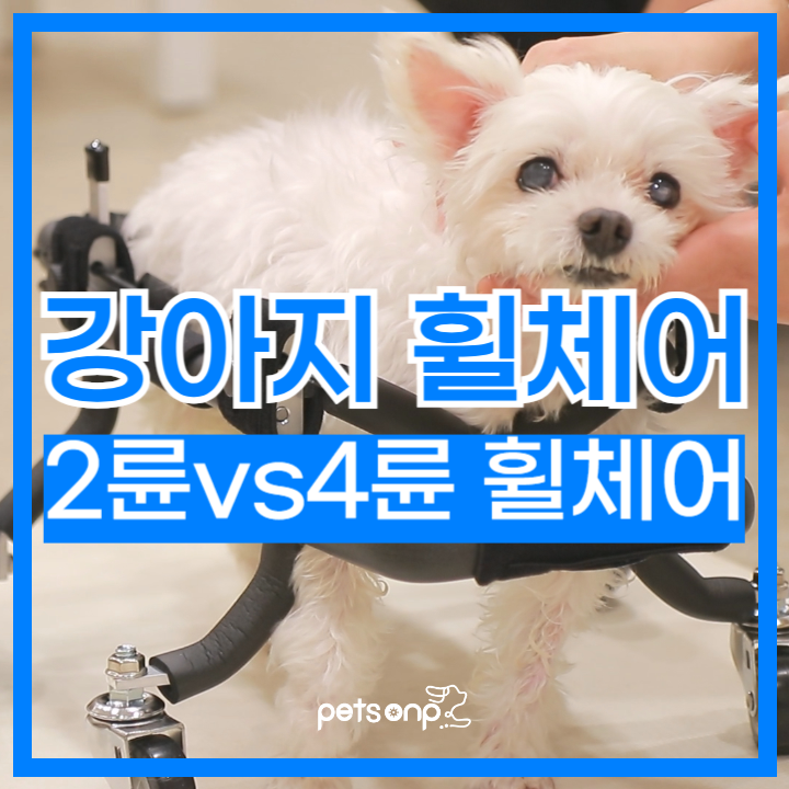 강아지 휠체어 2륜 vs 4륜 가격과 기능 차이
