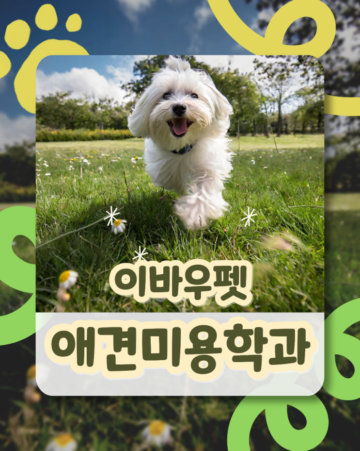   “애견미용학과를 꿈꾼다면? 여기서 시작해야 성공 확률이 올라간다!”