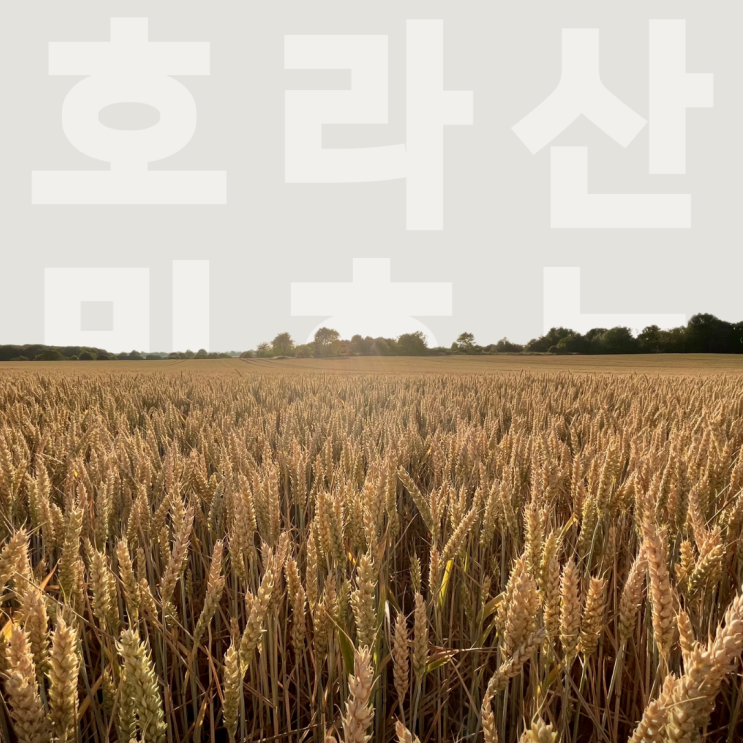  호라산밀 효능, 소화·혈당·심혈관 건강에 좋은 곡물