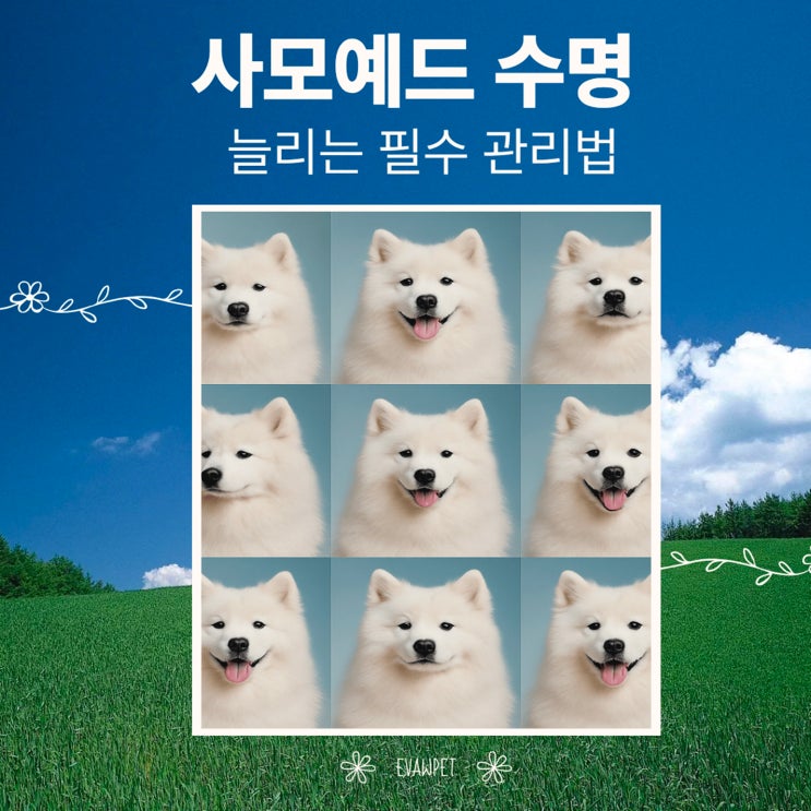   사모예드수명 늘리는 필수 관리법! 미용·훈련·수제간식 총정리
