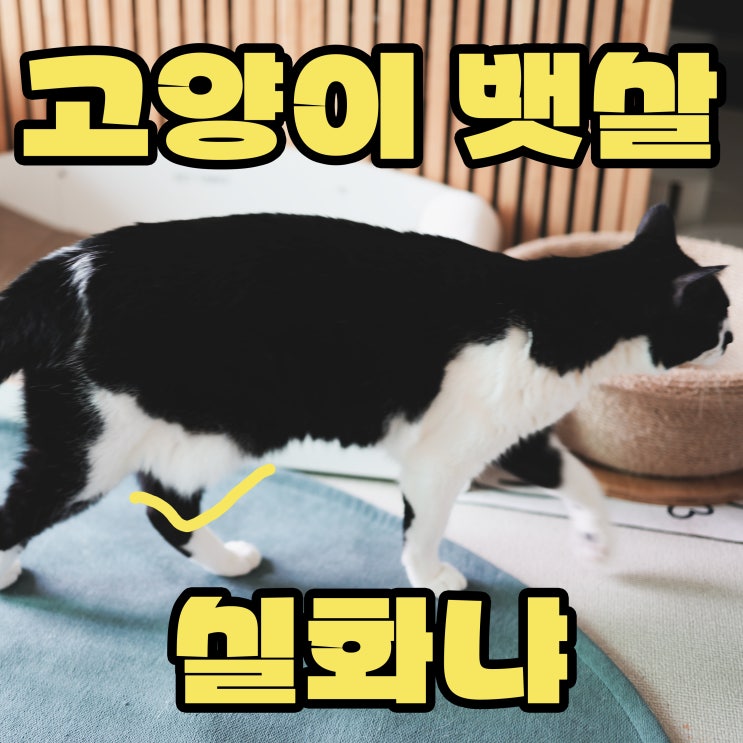  고양이 뱃살 늘어짐의 진실 원시주머니일까 질병일까