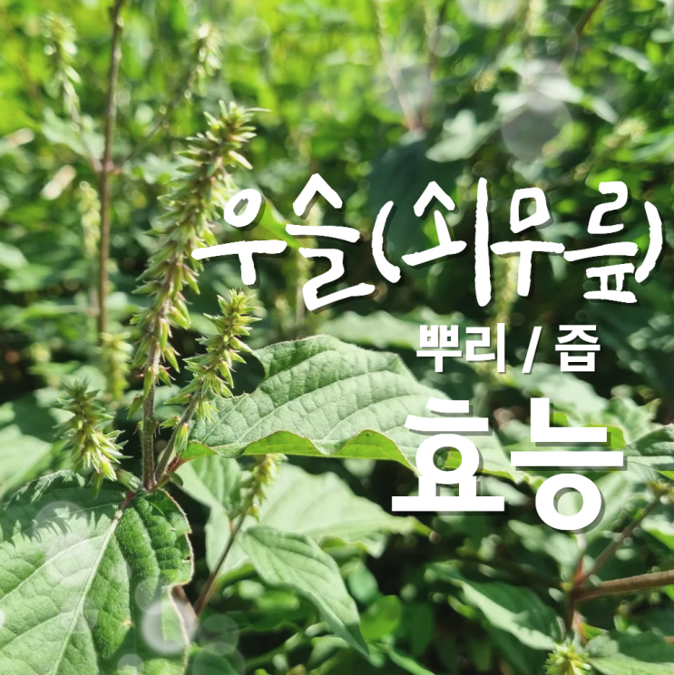  우슬뿌리효능 우슬즙 쇠무릎 먹는법