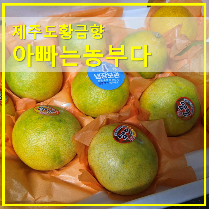  제주도황금향 선물세트 아빠는농부다 승환이네농장 직배송