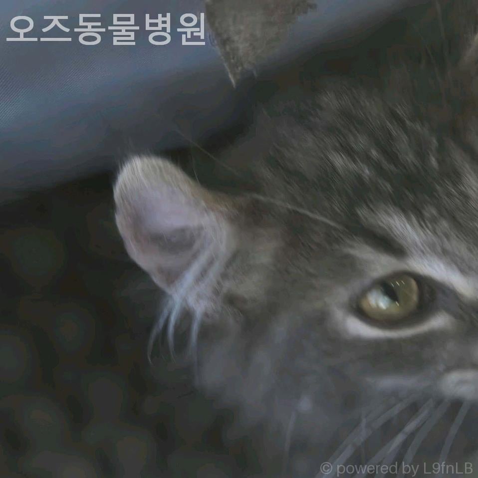 오즈동물병원 사진 5