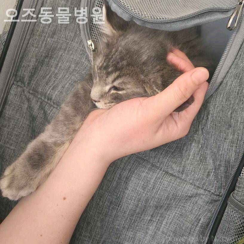 오즈동물병원 사진 6