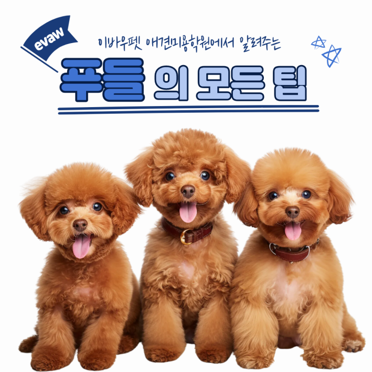  푸들털관리꿀팁 10가지 총정리, 전문가가 알려주는 노하우
