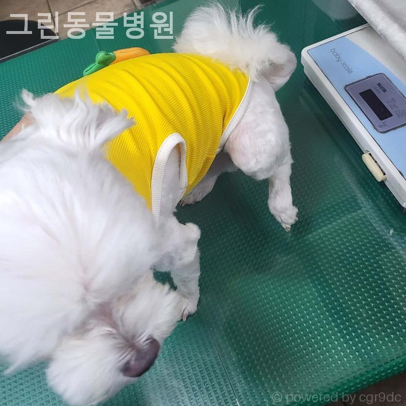 그린동물병원 사진 3