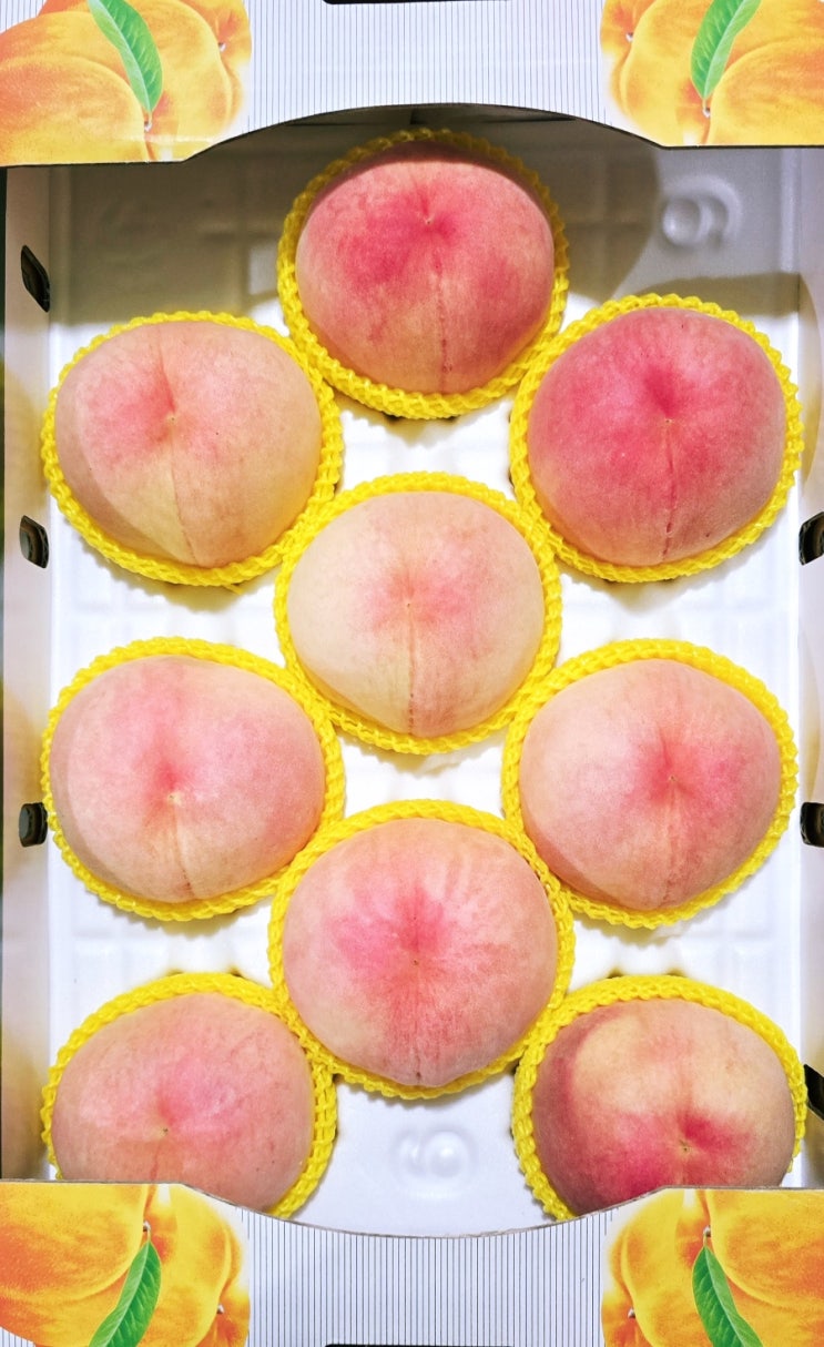  명품왕 백도 복숭아 수확 중 입니다  마감