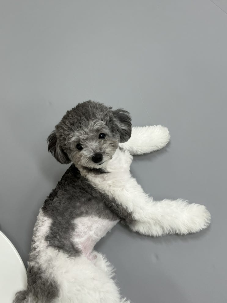  송파 애견카페 안녕퍼피 깔끔한 소형견 전용 실내놀이터