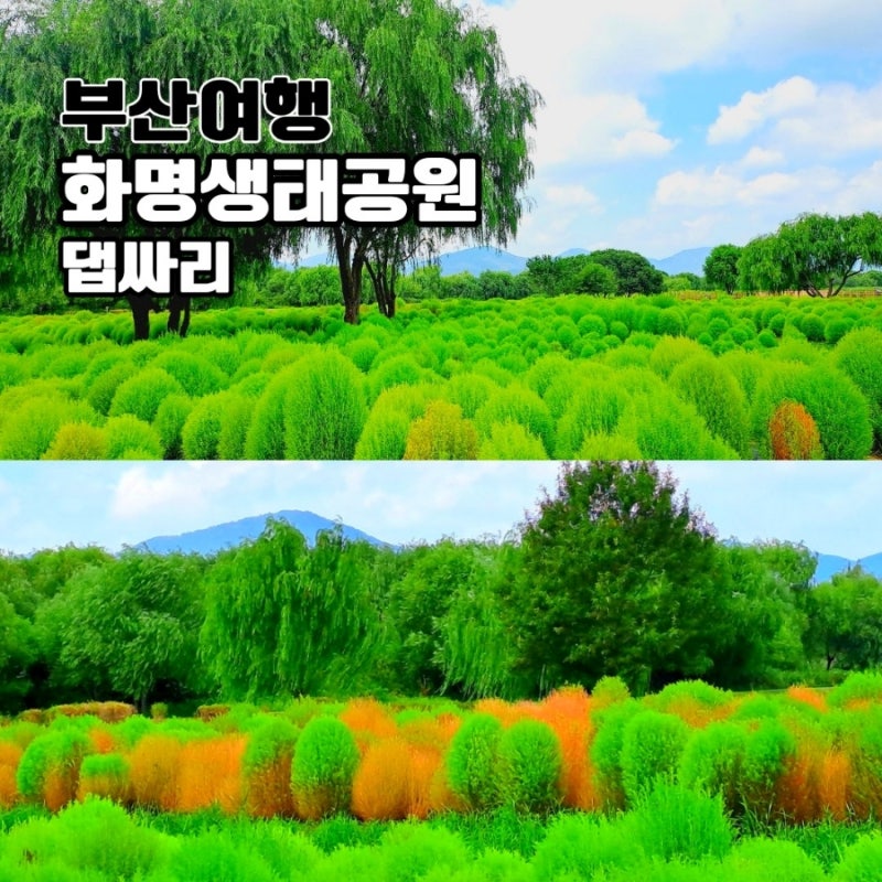 화명생태공원 댑싸리 부산 여행지 추천 9월 10월 가볼만한곳