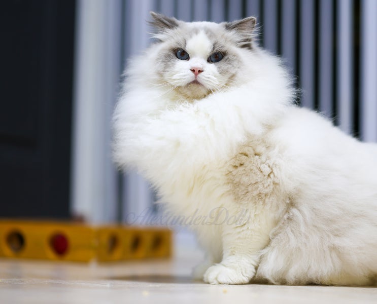  랙돌 고양이 털 밀기, 어두운 털색 자라서 추천하지 않아요