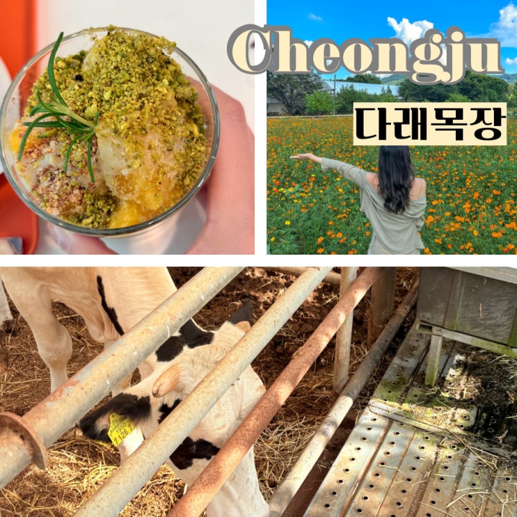  대전 근교 아이와 가볼만한 곳 청주 다래목장 수제요거트 먹이주기체험 내돈내산후기