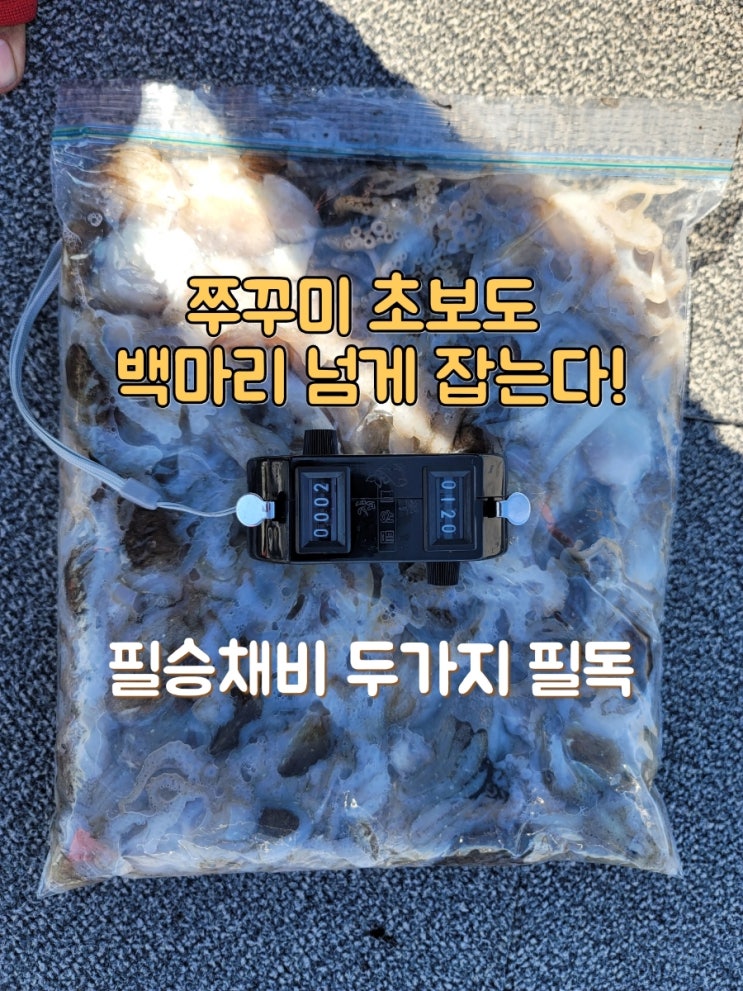  인천 쭈꾸미 선상낚시 초보들도 백마리 넘게 잡는 필승채비 2가지