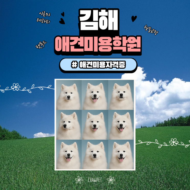  김해애견미용학원 으로 시작하는 애견미용자격증 완전 가이드