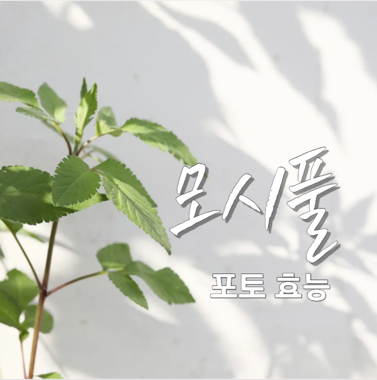  모시풀 옷감이 되고 차가 되는 풀!?