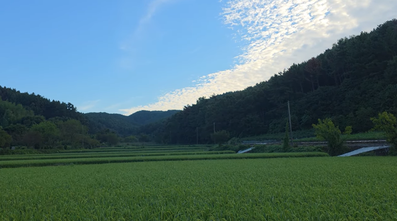 집착 = 박미경 (1985년, MBC 강변가요제를 통해 데뷔)