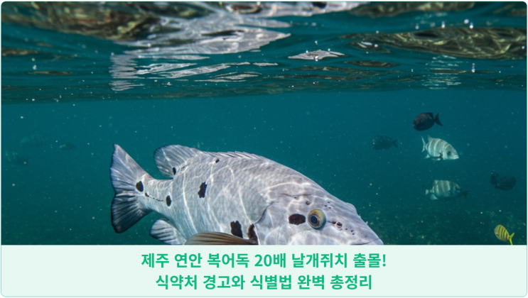  제주 연안 복어독 20배 날개쥐치 출몰! 식약처 경고와 식별법 완벽 총정리