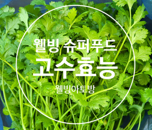 슈퍼푸드 고수 고수나물효능 알아볼까요!