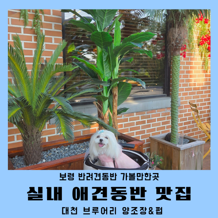  보령 가볼만한곳 실내 애견동반 데이트 대천브루어리