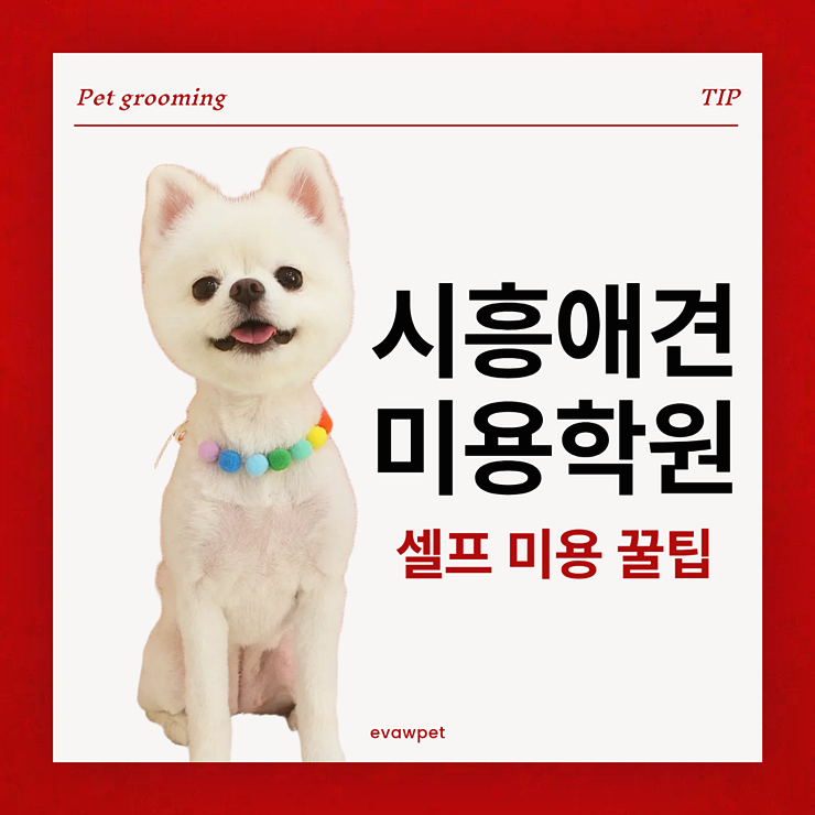  시흥애견미용학원에서 배우는 셀프 미용 꿀팁 5가지