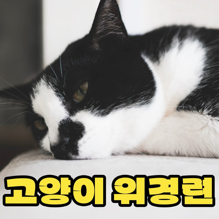  고양이도 위경련이 있을까? 증상과 통증
