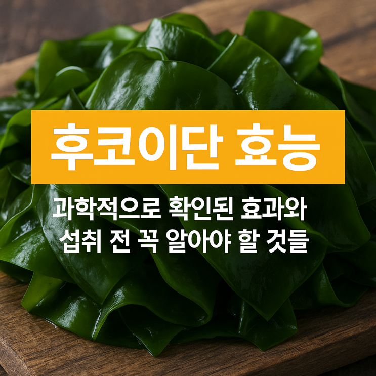  후코이단 효능, 과학적으로 확인된 효과와 섭취 전 꼭 알아야 할 것들