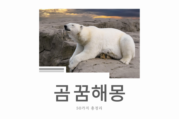  곰 꿈해몽