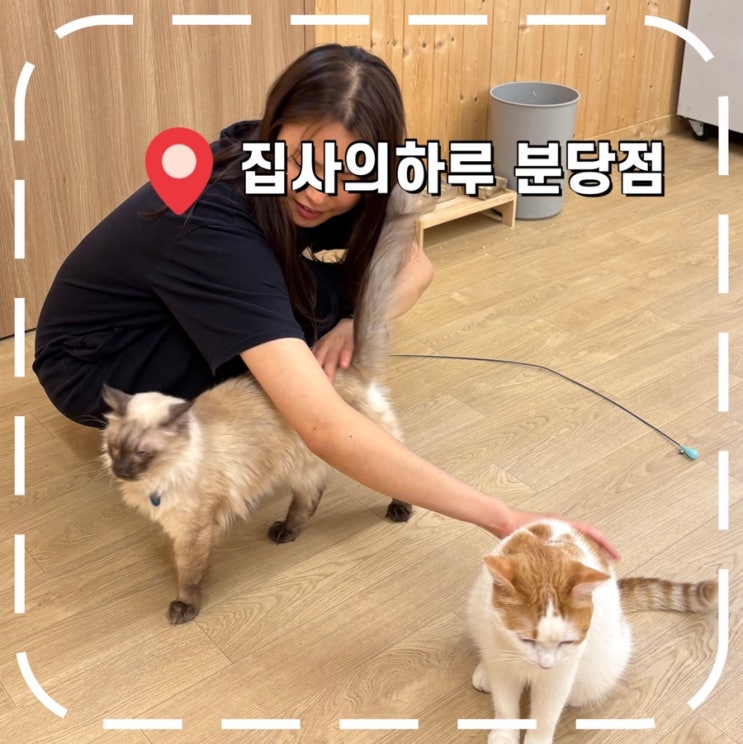  [분당고양이카페] 서현역 데이트 추천, 기부되는 유기묘 카페- '캣카페 집사의하루 분당점'
