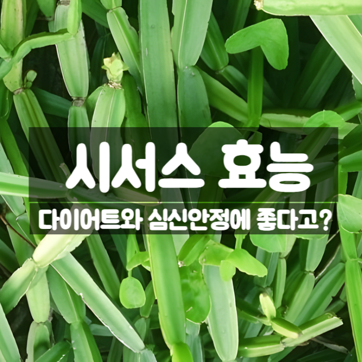  시서스 효능 부작용 먹는법 – 알약 캡슐로 다이어트와 심신안정