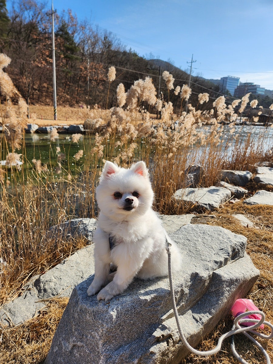 카니발의 아침 사진 4