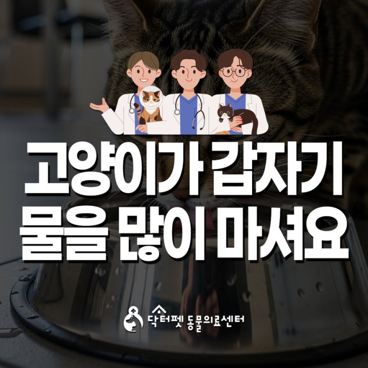  고양이가 물을 갑자기 많이 마신다면 다음다뇨 부산 노령묘 전문병원