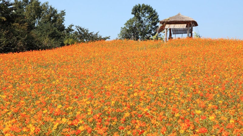 가을에 꼭 가야 할 나들이 명소, 서울 올림픽공원 황화 코스모스 들꽃마루